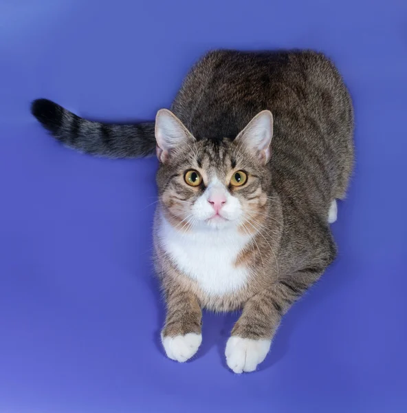 Tabby cat lying on purple — Stock Photo, Image