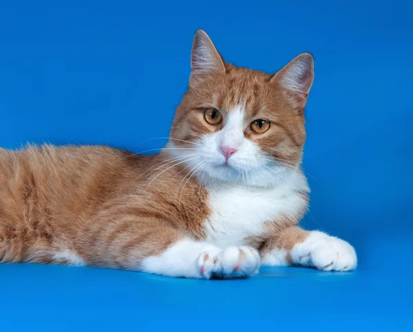 Red and white cat lying on blue — Stock Photo, Image