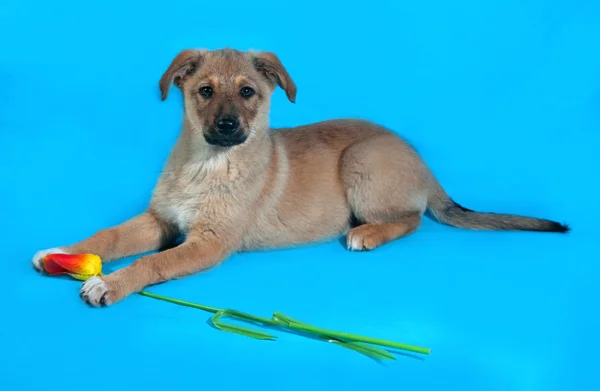 花と青に横たわっての黄色い子犬 — ストック写真