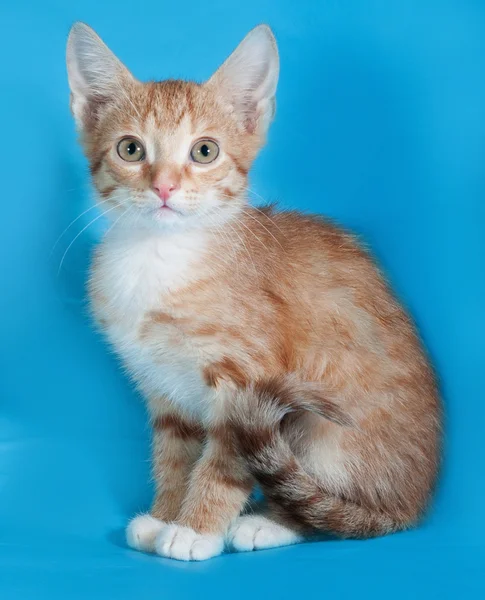 Gatito rojo y blanco sentado en azul — Foto de Stock