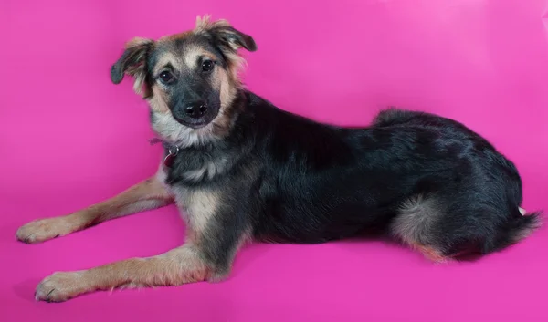 Shaggy brown dog is lying on pink — Stock Photo, Image