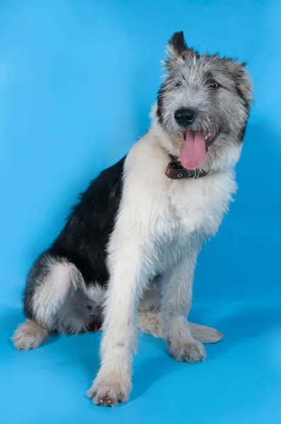 Pluizig shaggy grijze hond met vlekken zit op blauw — Stockfoto