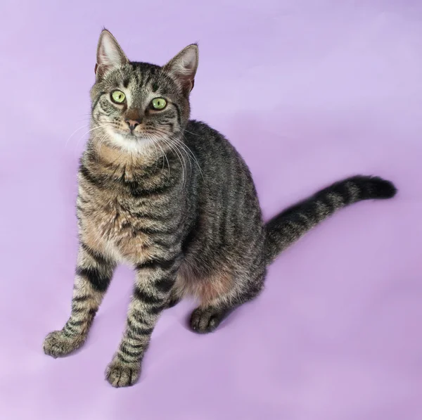 Gato Tabby con ojos verdes sentado en púrpura —  Fotos de Stock