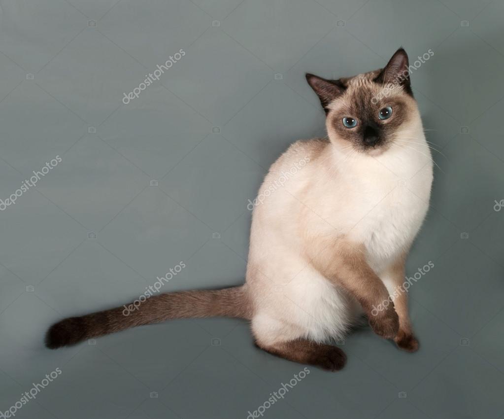 Thai Katze Mit Blauen Augen Sitzen Auf Grau Stockfoto