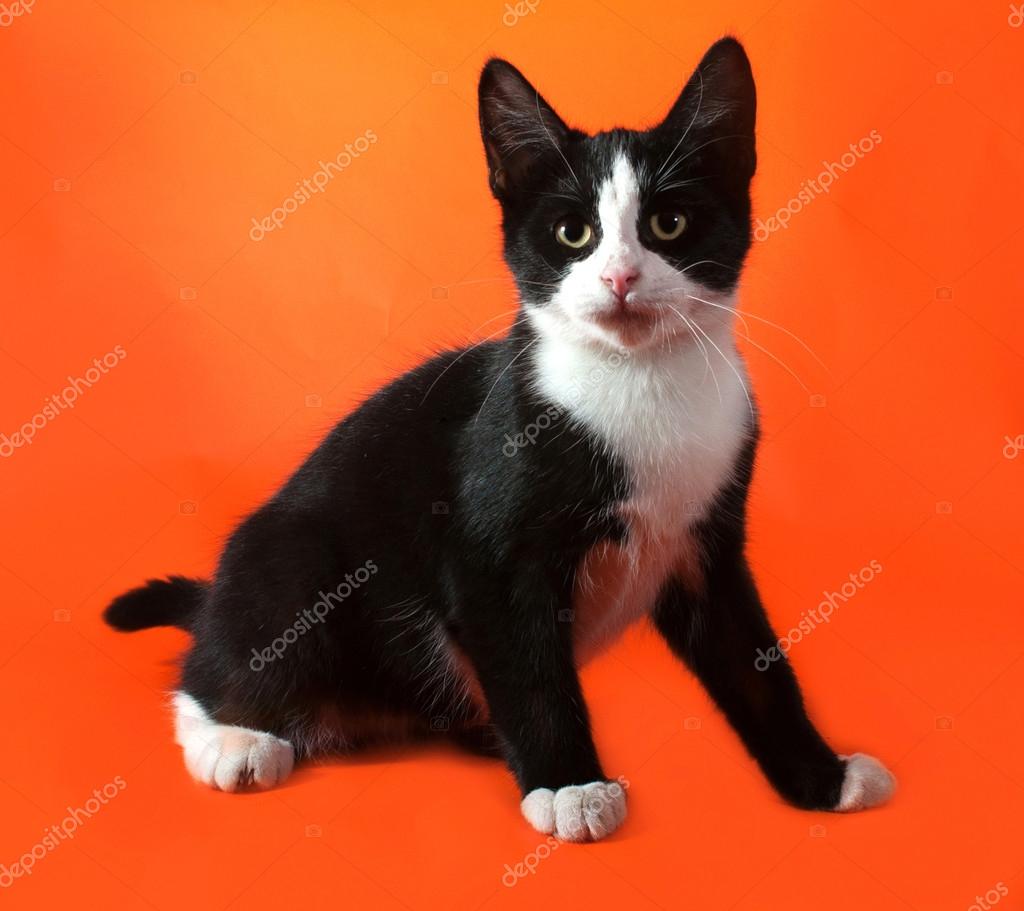 Chaton Noir Et Blanc Assis Sur Orange Image Libre De Droit Par Darzyhanna C Chaton Noir Et Blanc Assis Sur Orange Image Libre De Droit Par Darzyhanna C