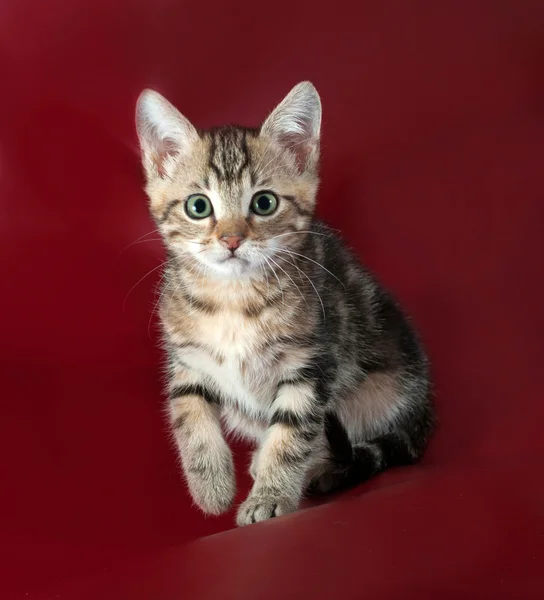 Striped fluffy kitten sitting on burgundy — Stock Photo, Image