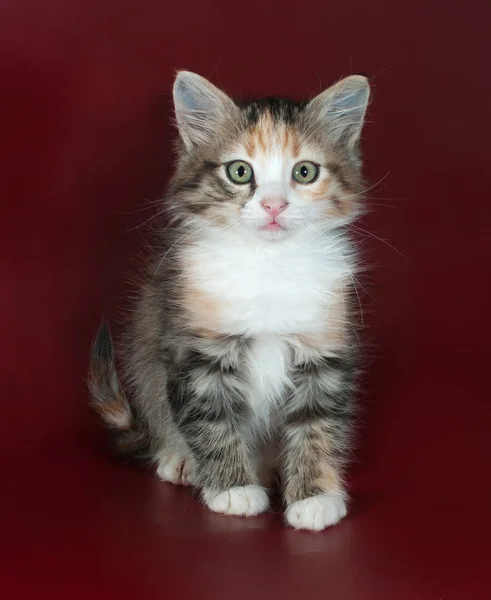 Gestreiftes, flauschiges Kätzchen sitzt auf Burgund — Stockfoto