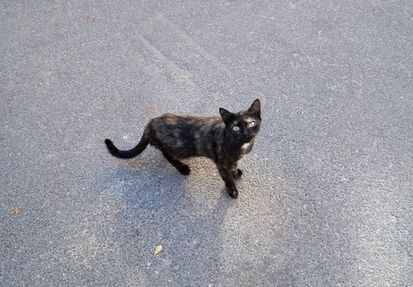 Svarta och röda ströva katt står på asfalt — Stockfoto