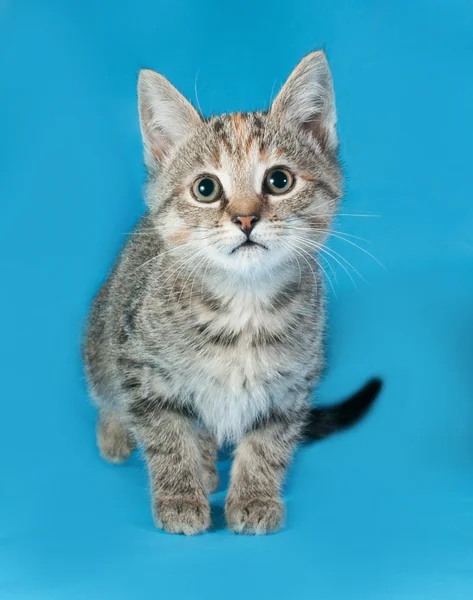 Grau gestreiftes Kätzchen sitzt auf blau — Stockfoto