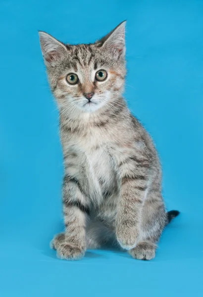 Gattino a righe grigie seduto sul blu — Foto Stock