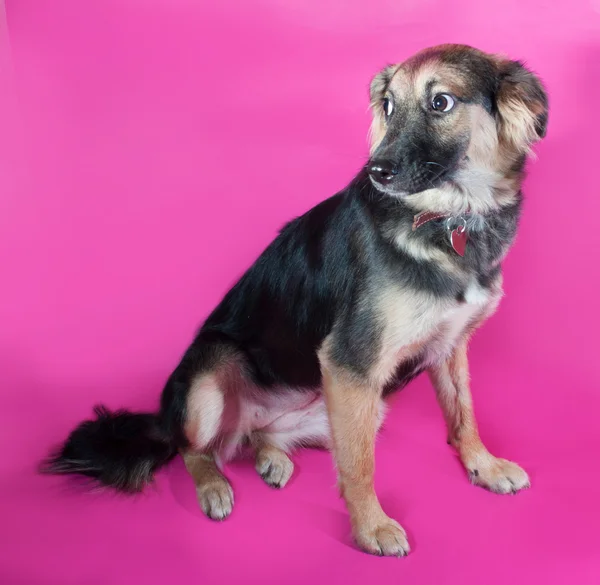 Shaggy yellow dog sits on pink — Stock Photo, Image