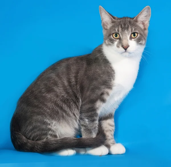 青の上に座って白の斑点を付けられた子猫 — ストック写真