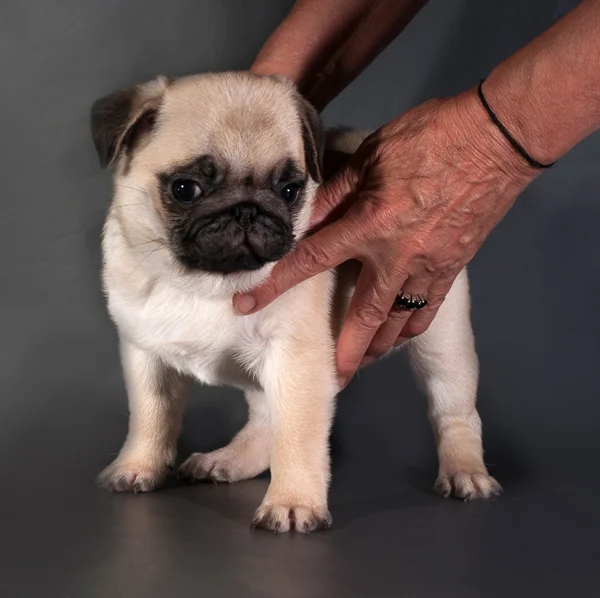 黒に黄色のパグ子犬立っています。 — ストック写真