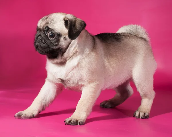 Pequeño cachorro amarillo sentado en rosa —  Fotos de Stock