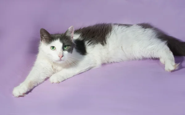 White longhair cat with gray spots sitting on purple — Stock Photo, Image