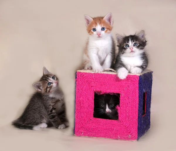 Small fluffy tabby kittens sitting on gray — Stock Photo, Image