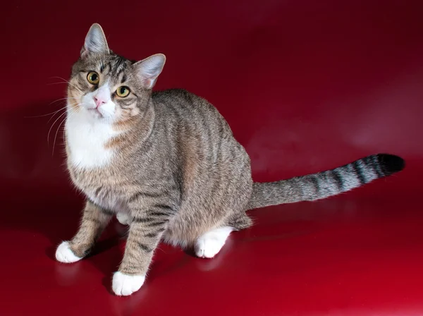 Gato Tabby con ojos verdes acostado en rojo —  Fotos de Stock