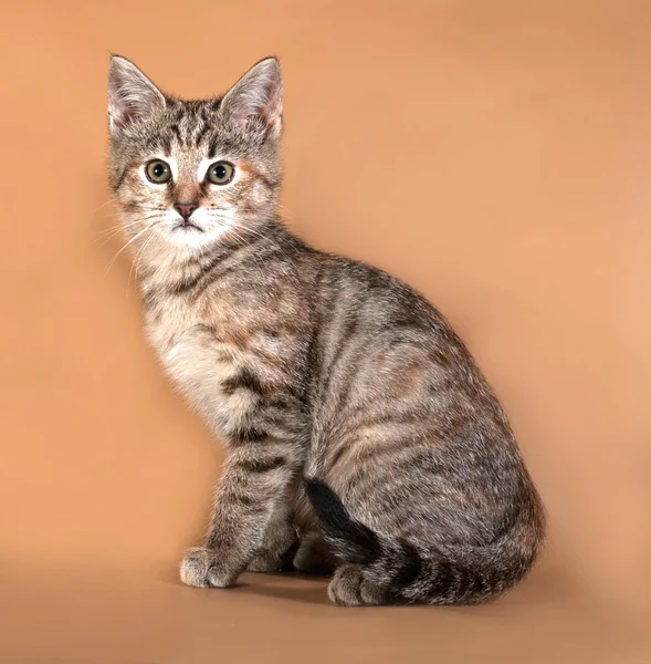 Gatinho tricolor em pé no marrom — Fotografia de Stock