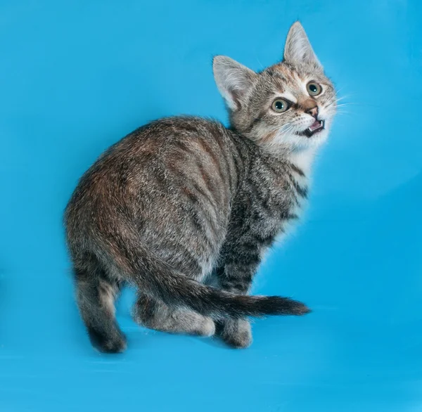 Striped kitten standing on blue — Stock Photo, Image