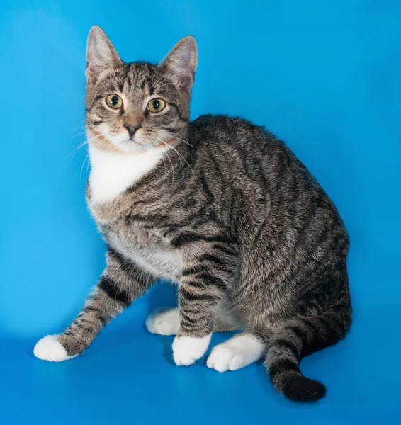 Listrado gatinho assustado sentado no azul — Fotografia de Stock