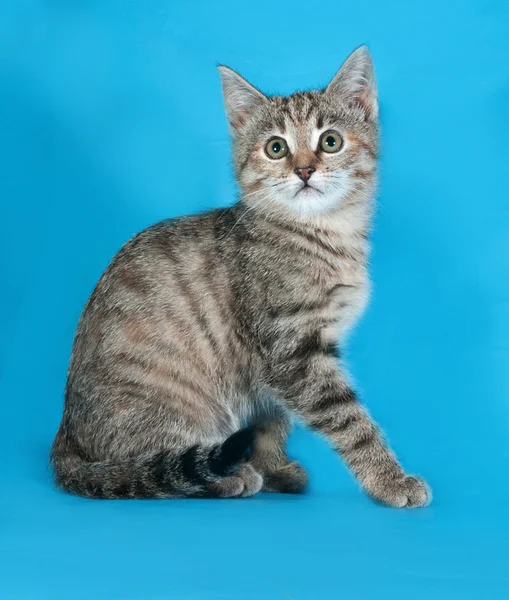 Striped  kitten sitting on blue — Stock Photo, Image