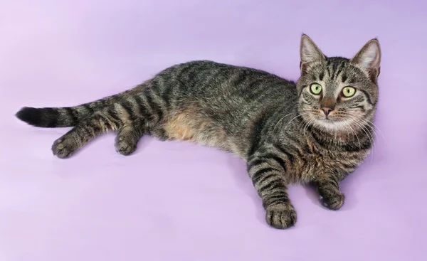 Cyperse kat met groene ogen liggend op paars — Stockfoto
