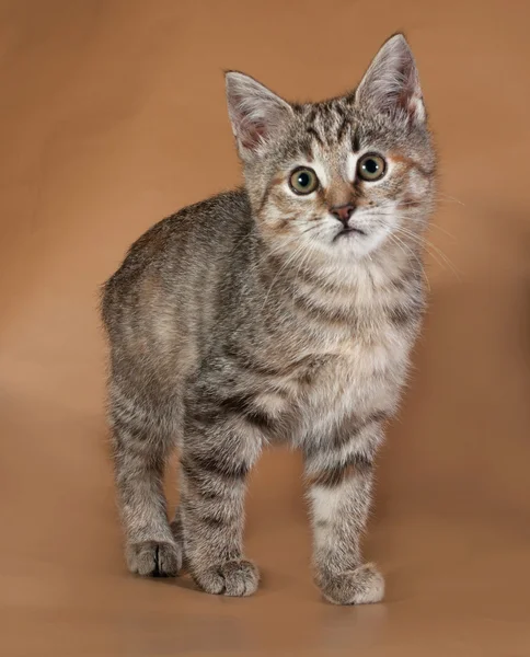 Gatinho tricolor em pé no marrom — Fotografia de Stock