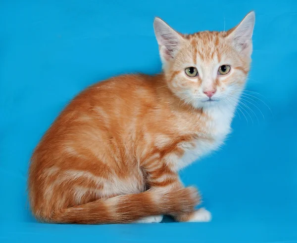 Red and white kitten sitting on blue — Stock Photo, Image
