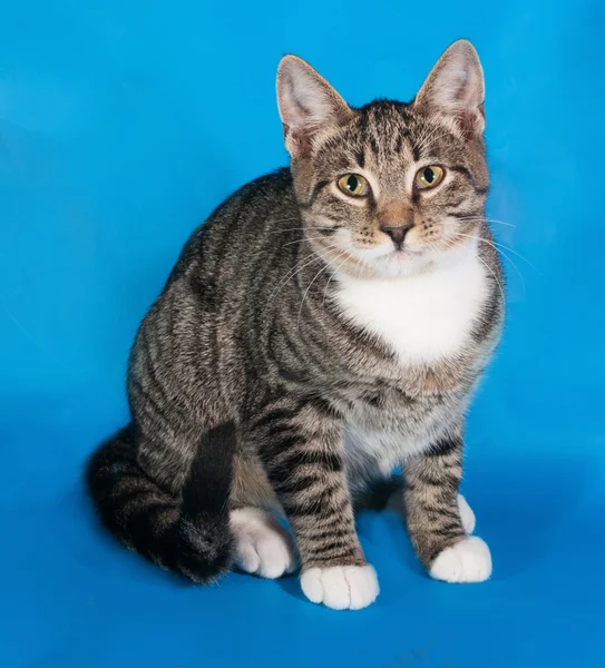 Tabby kitten met witte vlekken zittend op blauw — Stockfoto