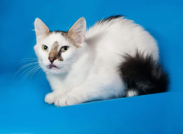 White spotted kitten lying on blue — Stock Photo, Image