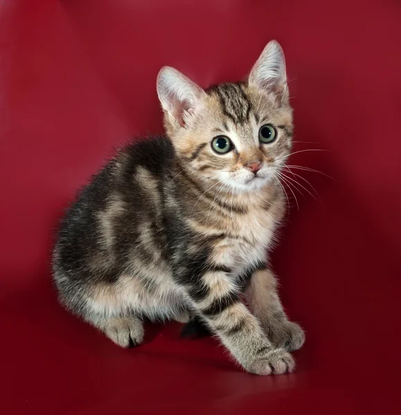 Little striped kitten sitting on red — Stock Photo, Image