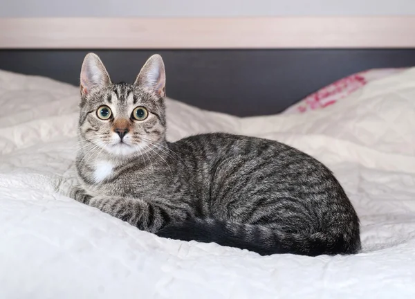 Tabby kattunge liggande på sängen — Stockfoto