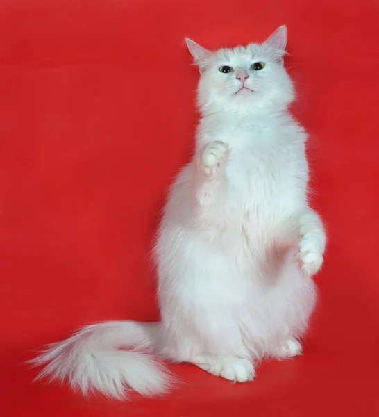 Tjock vit katt sitter på röd — Stockfoto