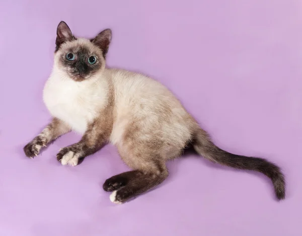 Tajski kotek kłamliwy na fioletowy — Zdjęcie stockowe