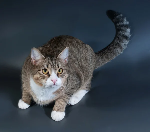 Tabby cat sitting on dark gray — Stock Photo, Image