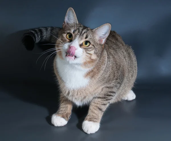 Tabby with white cat sitting and licking on dark gray — Stock Photo, Image