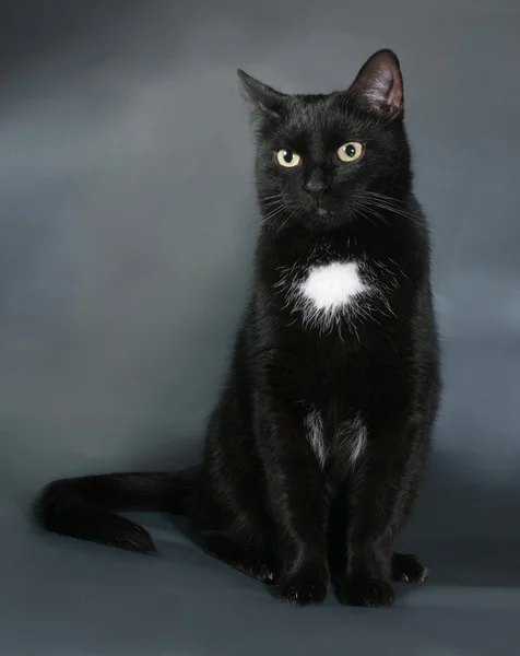 Czarny kot z białym kółkiem siedzi na szaro — Zdjęcie stockowe