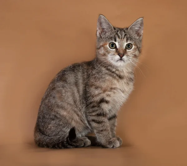 Tricolor kitten sitting on brown — Stock Photo, Image