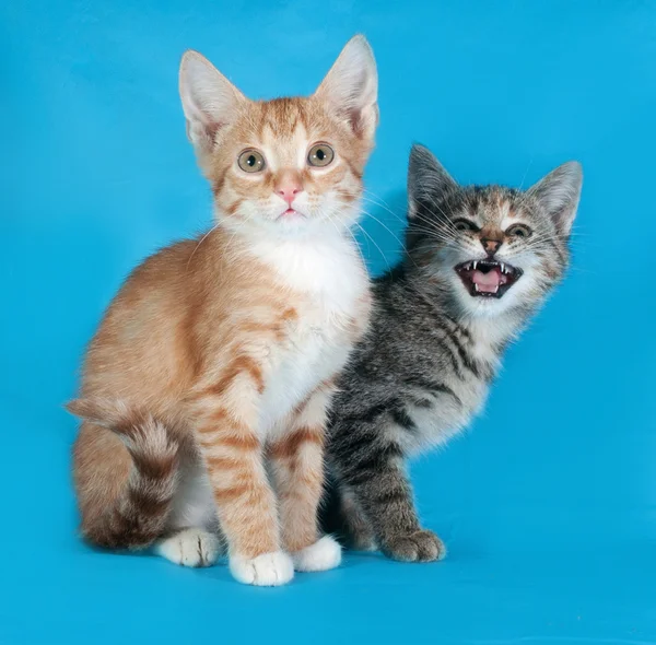 Red and striped kitten sitting on blue and meow — Stock Photo, Image