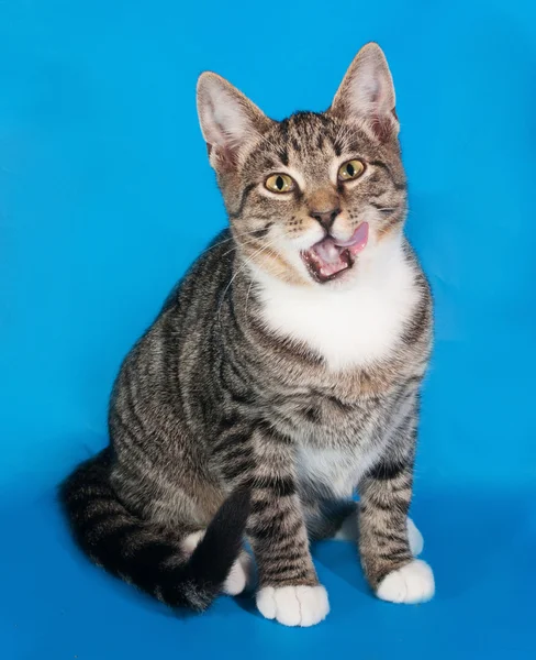 White melihat anak kucing duduk di biru — Stok Foto