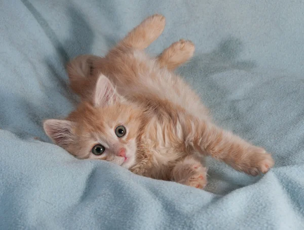 Gatinho fofo vermelho caiu em azul — Fotografia de Stock