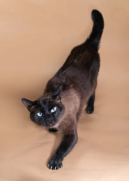 Thai cat with blue eyes standing on brown — Stock Photo, Image