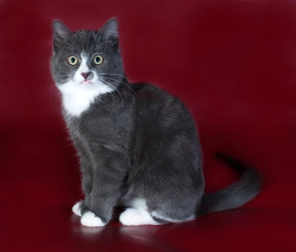 Gray fluffy kitten sitting on burgundy — Stockfoto