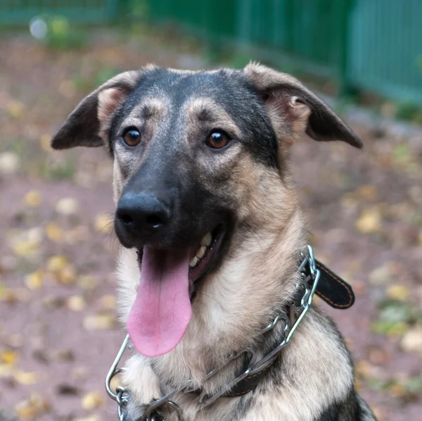 Brun hund i kragen på grön bakgrund — Stockfoto