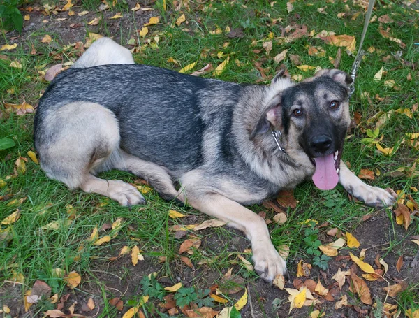 Chien brun en collier sur fond vert — Photo