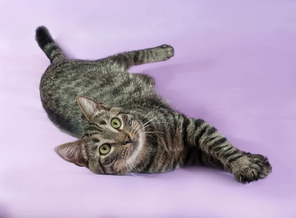 Tabby cat with green eyes lying on purple — Stock Photo, Image