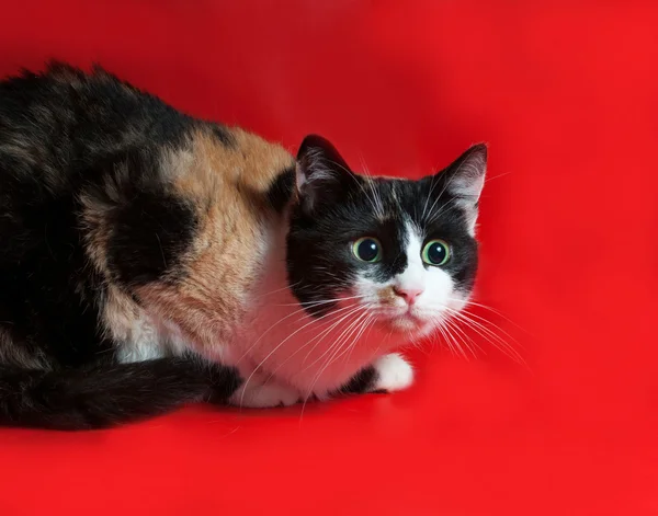 Tricolor cat sitting on red — Stock Photo, Image