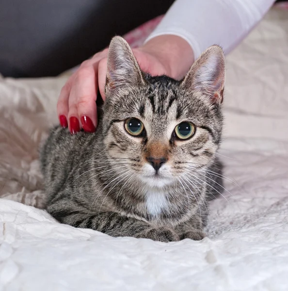 Tabby kitten lying on bed — Stock Photo, Image