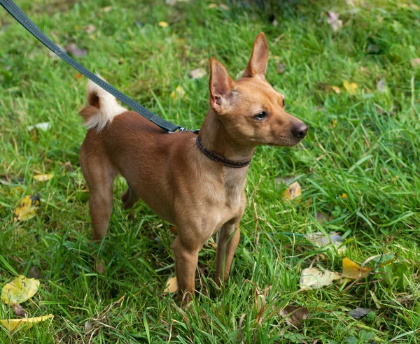 Little red dog on leash on green — Stock Photo, Image