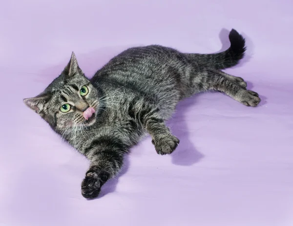 Tabby gato mintiendo y lamiendo en púrpura — Foto de Stock